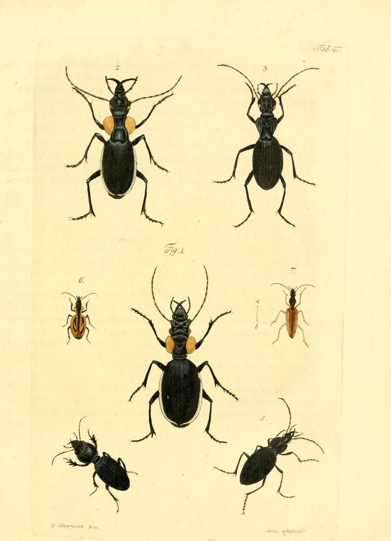 Archiv der Insectengeschichte (Tab. 47) (7415721904)