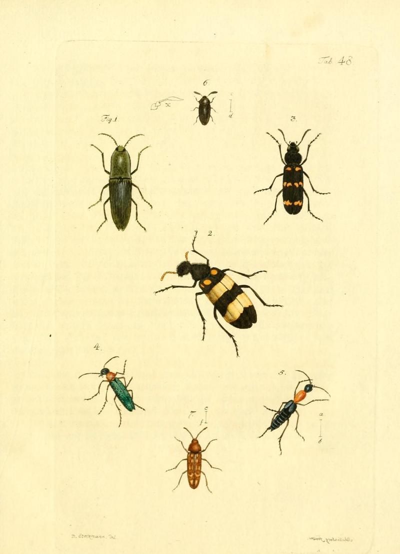 Archiv der Insectengeschichte (Tab. 48) (7415723168)