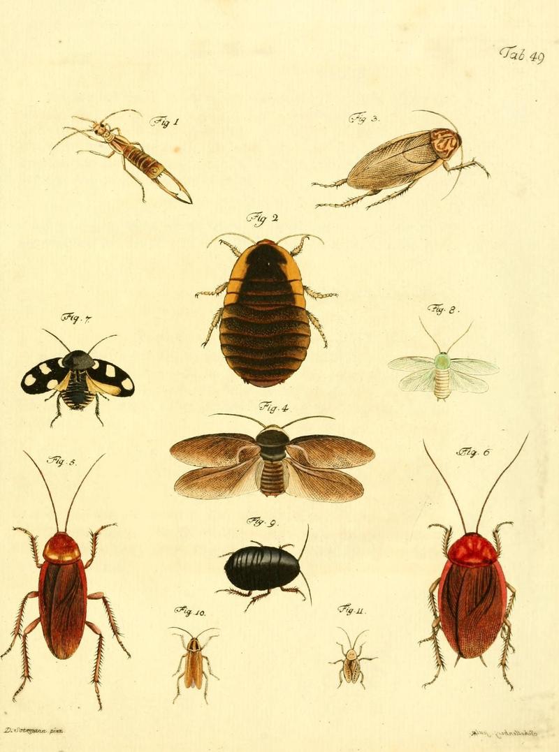 Archiv der Insectengeschichte (Tab. 49) (7415724468)