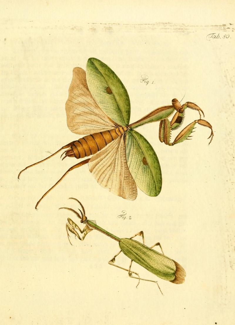 Archiv der Insectengeschichte (Tab. 50) (7415725142)