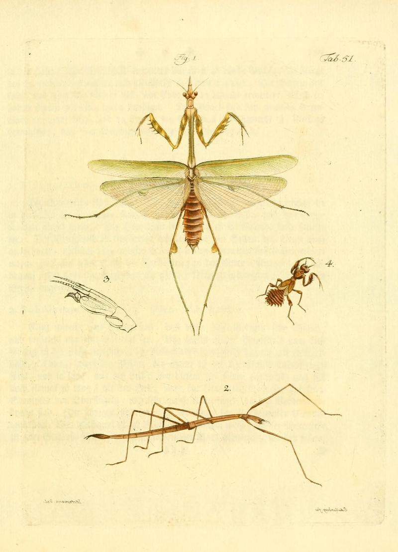 Archiv der Insectengeschichte (Tab. 51) (7415726110)