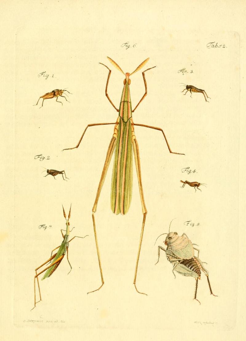 Archiv der Insectengeschichte (Tab. 52) (7415727110)