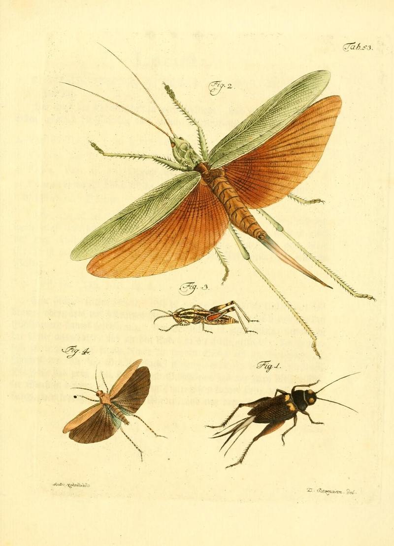 Archiv der Insectengeschichte (Tab. 53) (7415727952)