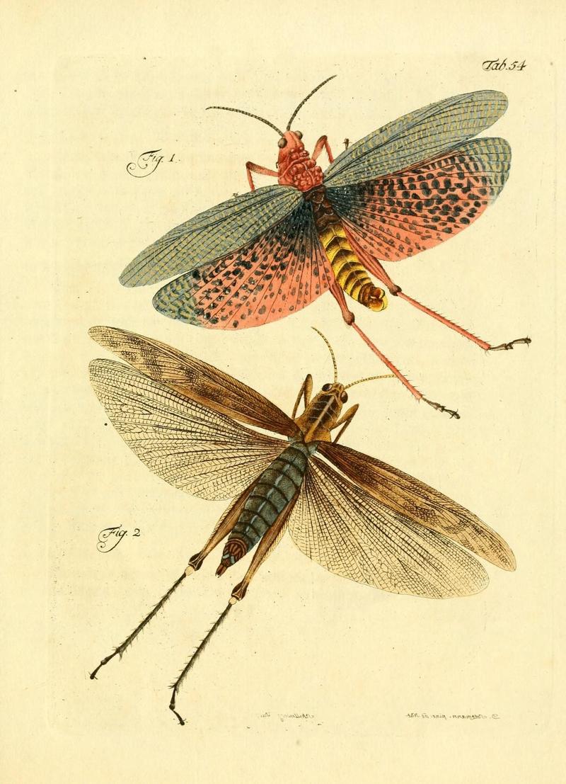 Archiv der Insectengeschichte (Tab. 54) (7415728612)