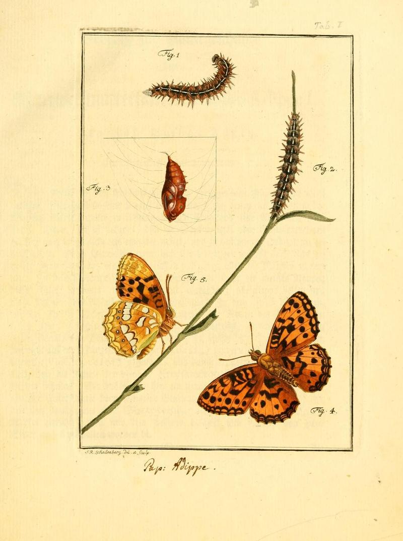 Archiv der Insectengeschichte (Tab. I) (7415682122)