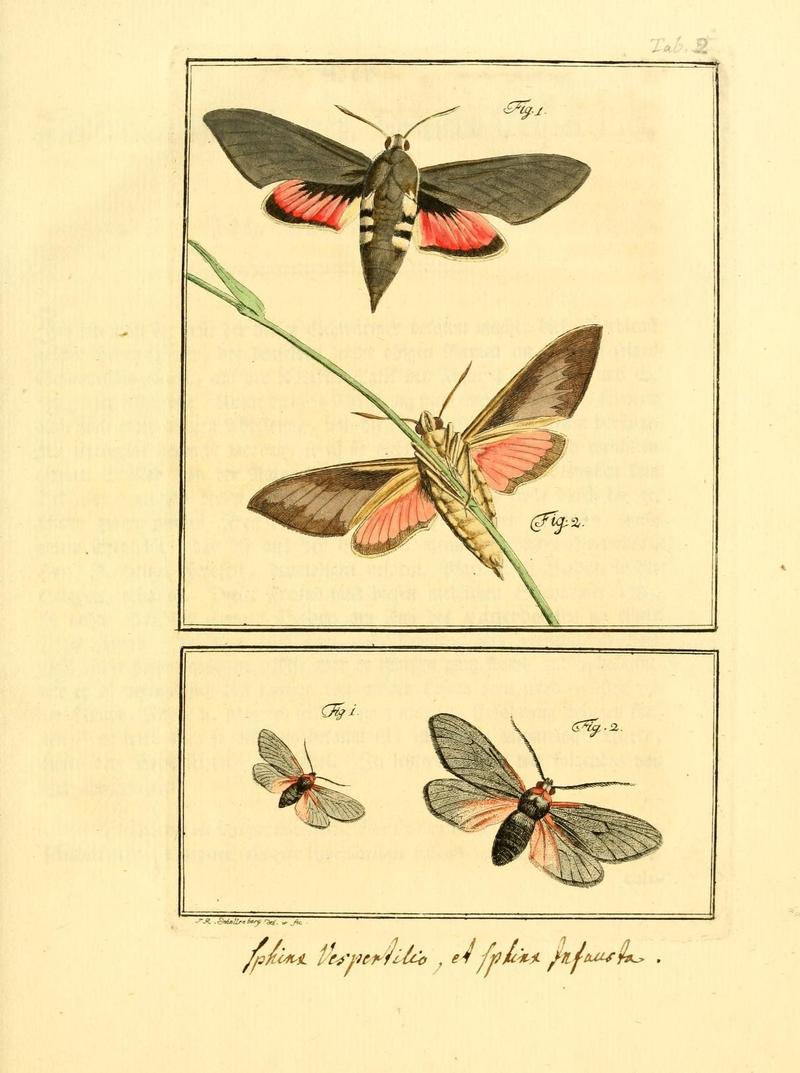 Archiv der Insectengeschichte (Tab. II) (7415682950)