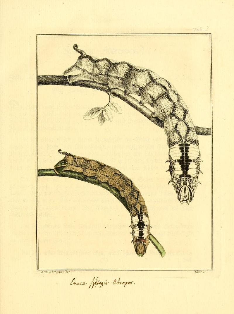 Archiv der Insectengeschichte (Tab. III) (7415683738)
