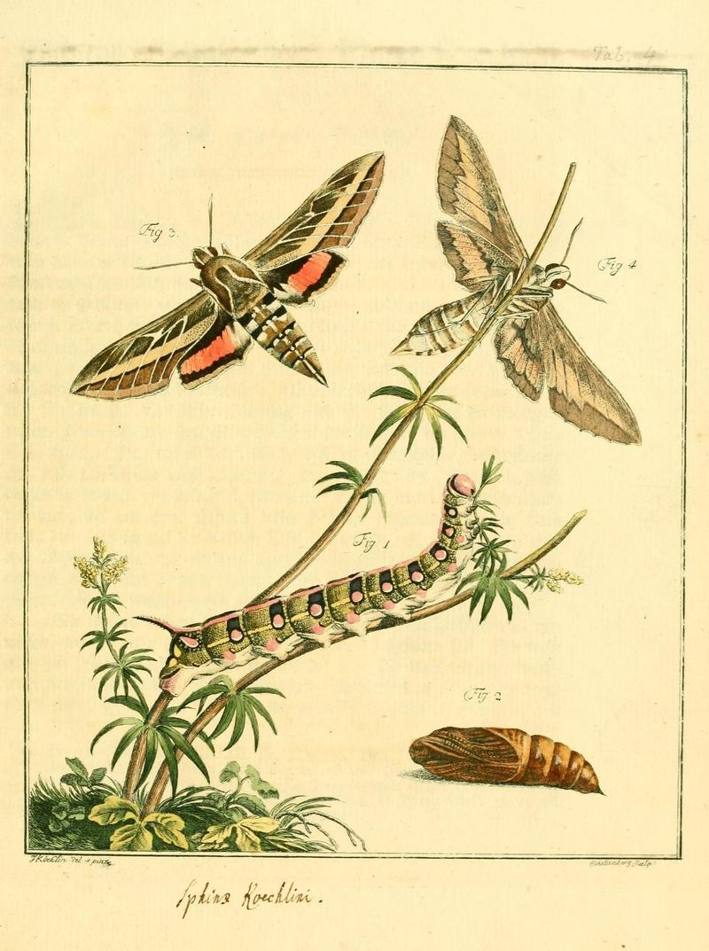 Archiv der Insectengeschichte (Tab. IV) (7415685634)