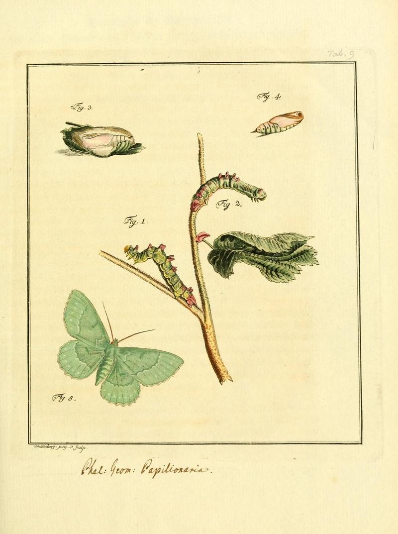 Archiv der Insectengeschichte (Tab. IX) (7415689058)