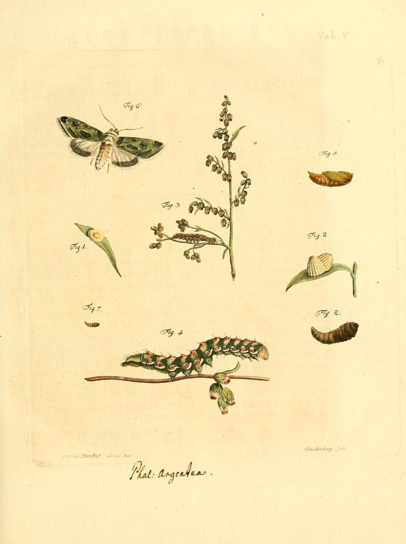 Archiv der Insectengeschichte (Tab. V) (7415686498)