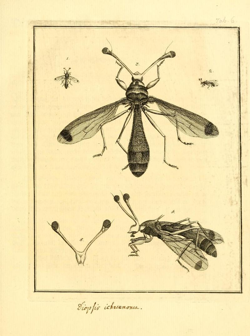 Archiv der Insectengeschichte (Tab. VI) (7415684606)
