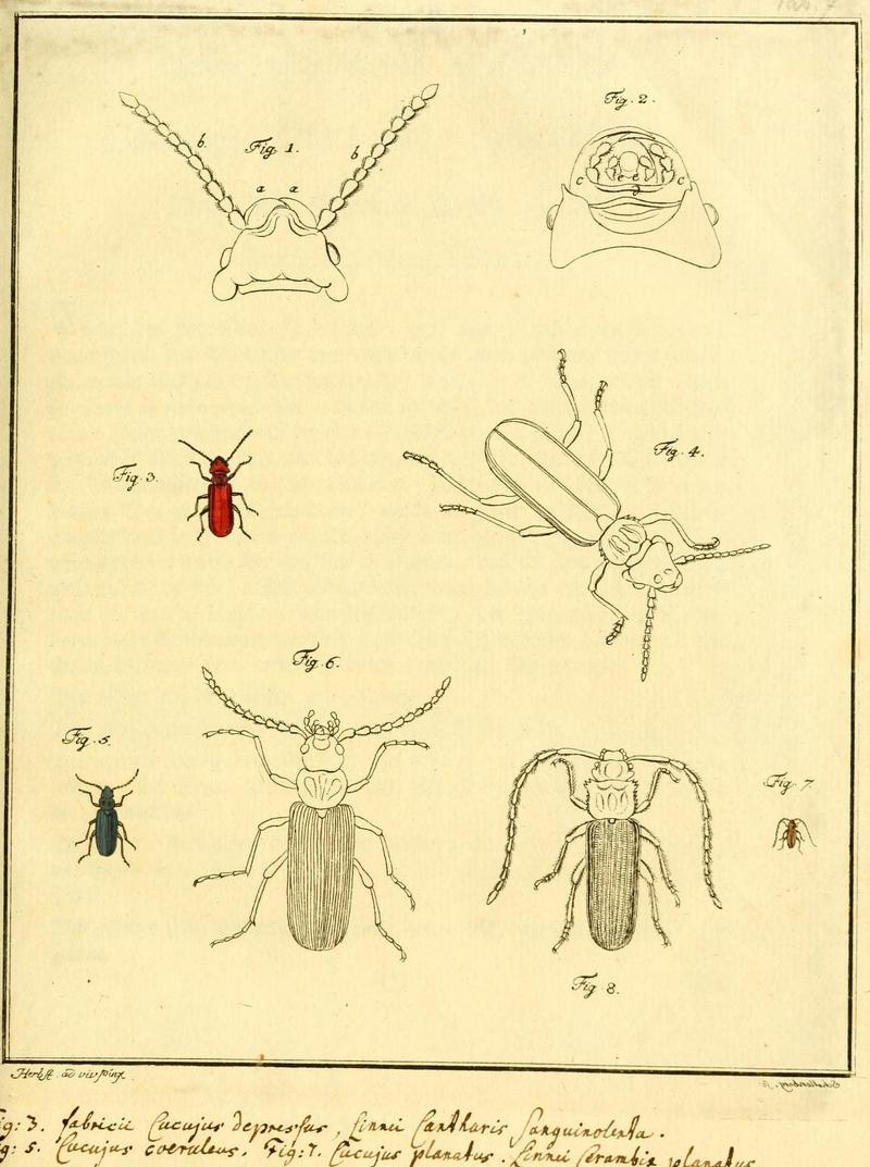 Archiv der Insectengeschichte (Tab. VII) (7415687264)