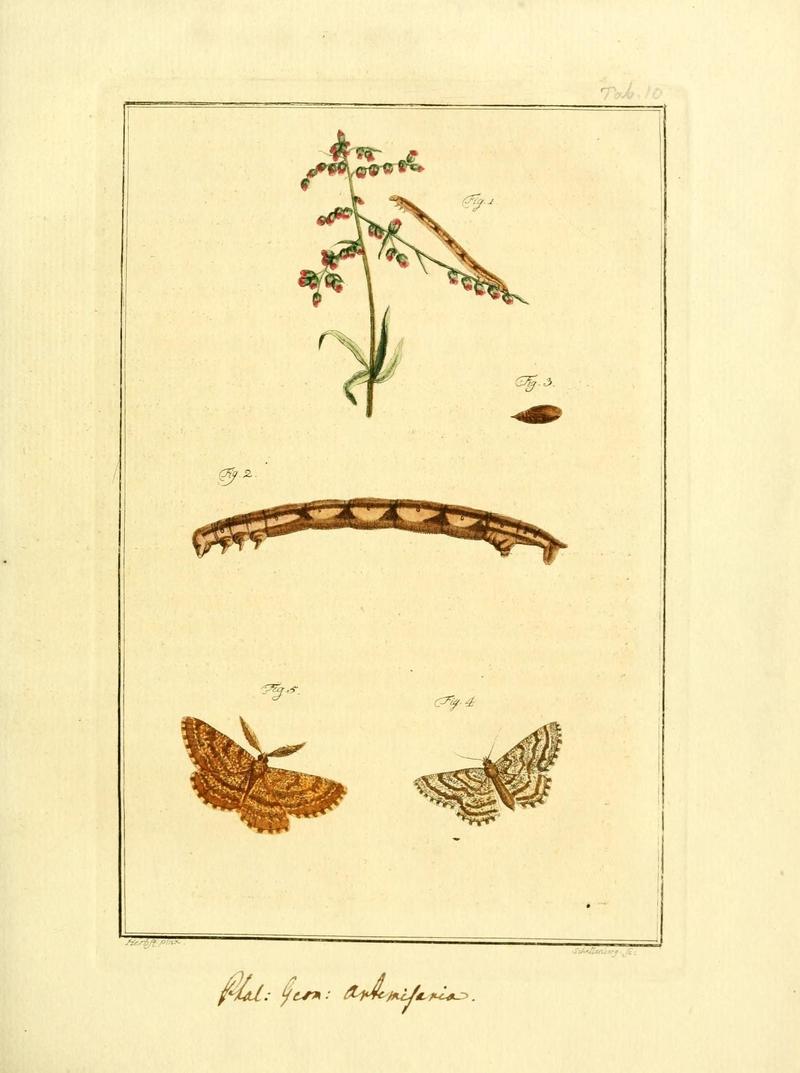 Archiv der Insectengeschichte (Tab. X) (7415690034)