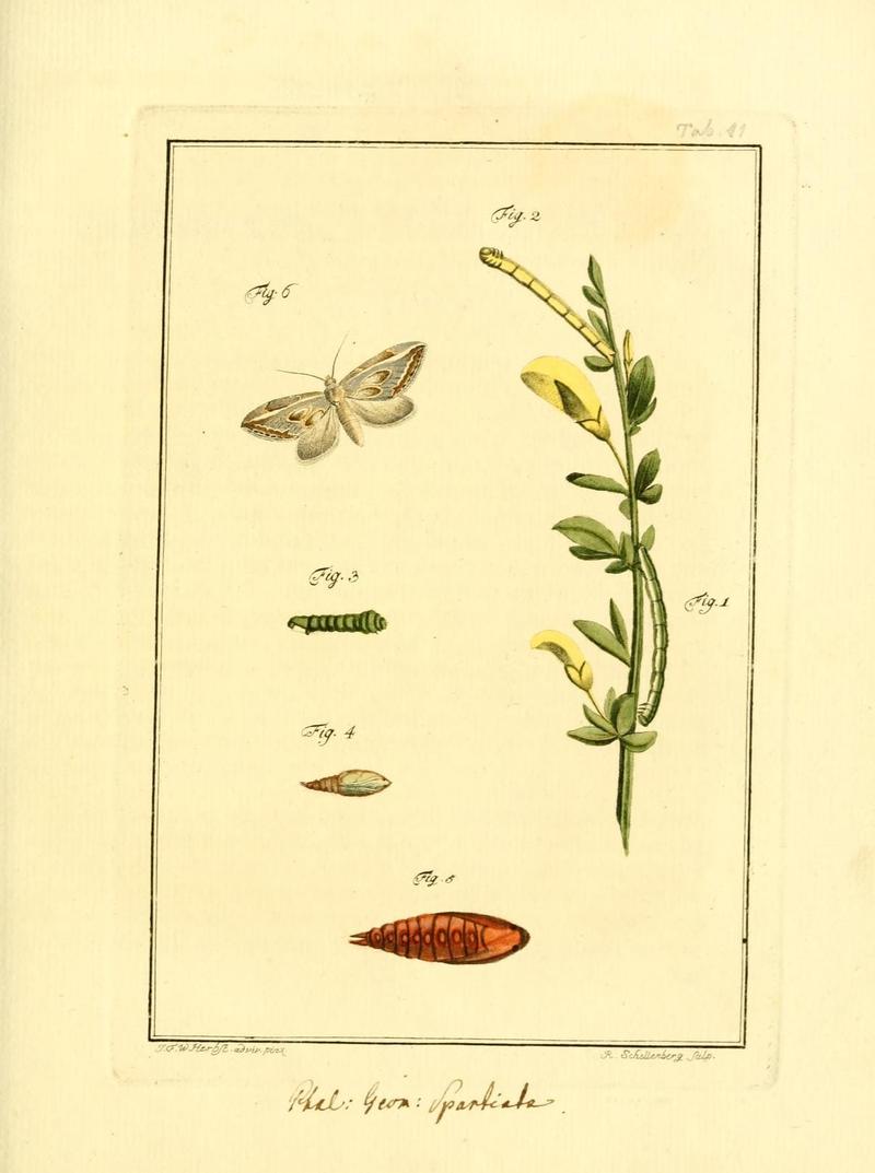 Archiv der Insectengeschichte (Tab. XI) (7415690808)