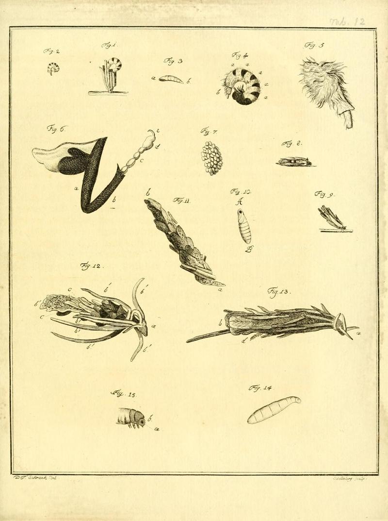 Archiv der Insectengeschichte (Tab. XII) (7415692614)