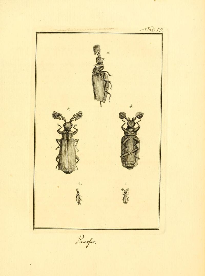 Archiv der Insectengeschichte (Tab. XIII) (7415693368)