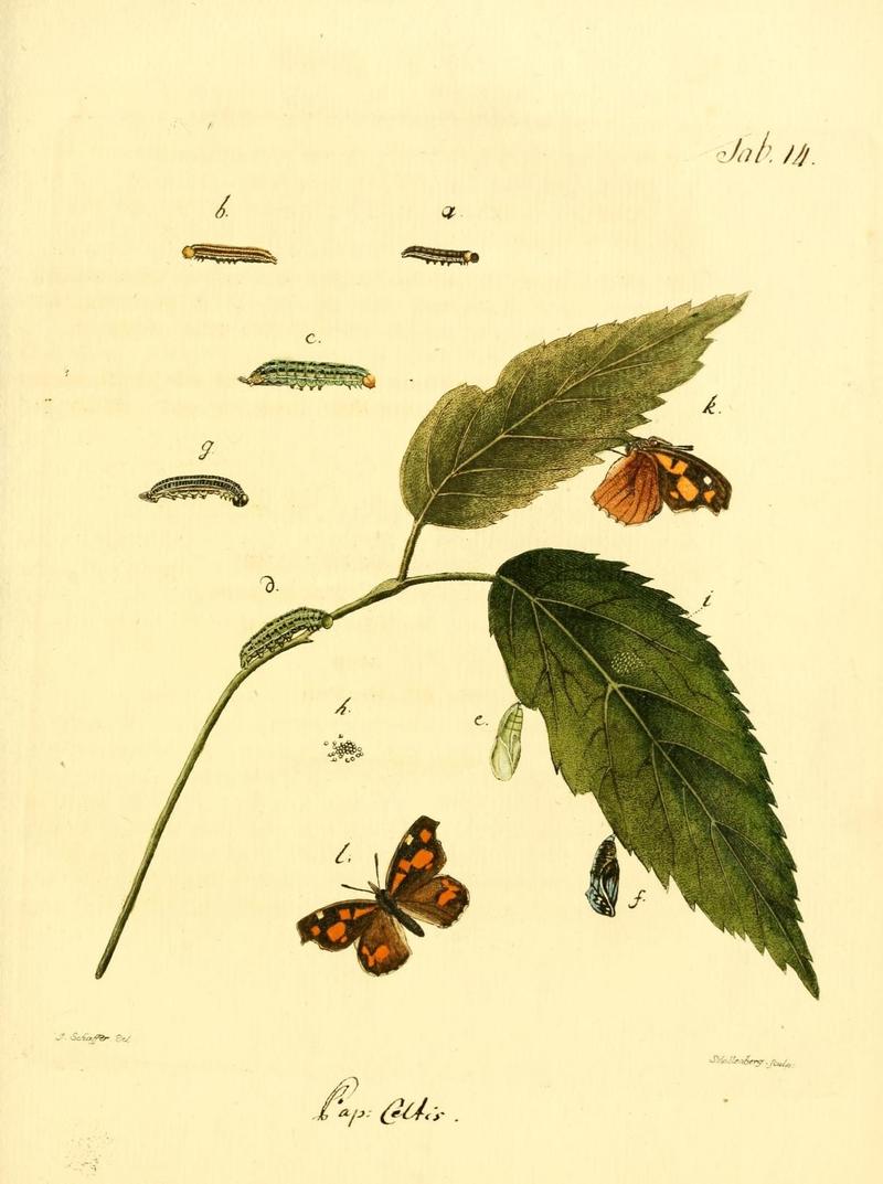 Archiv der Insectengeschichte (Tab. XIV) (7415694132)