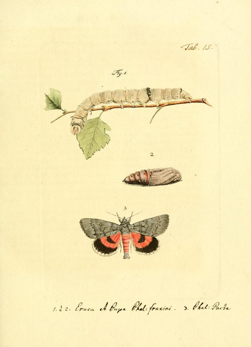 Archiv der Insectengeschichte (Tab. XV) (7415694874)