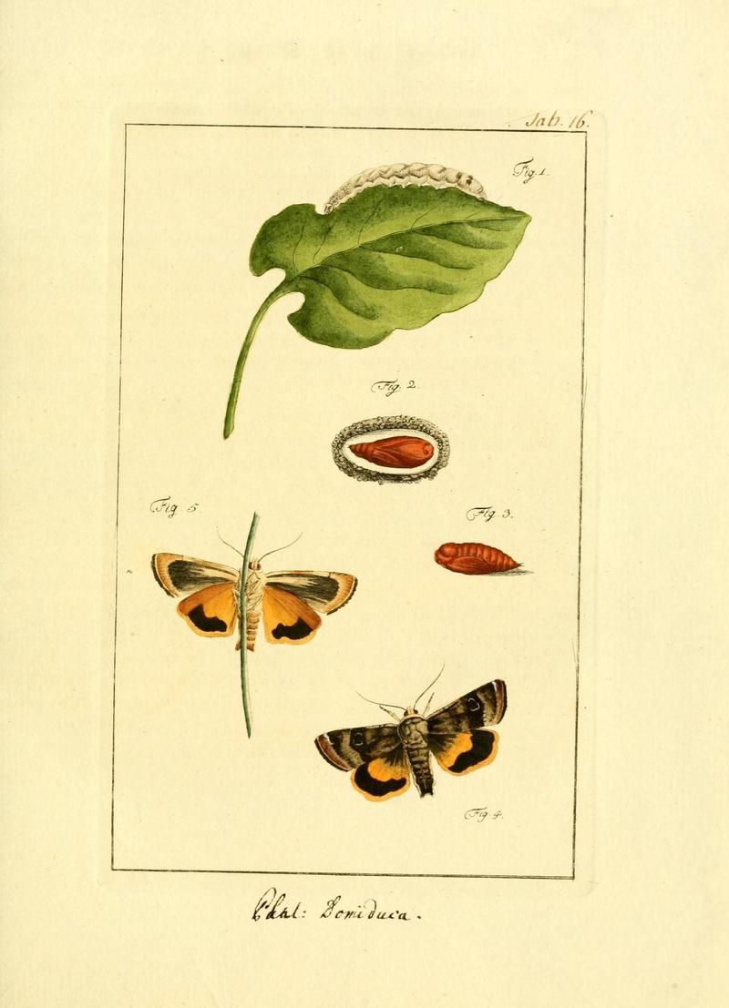 Archiv der Insectengeschichte (Tab. XVI) (7415695722)