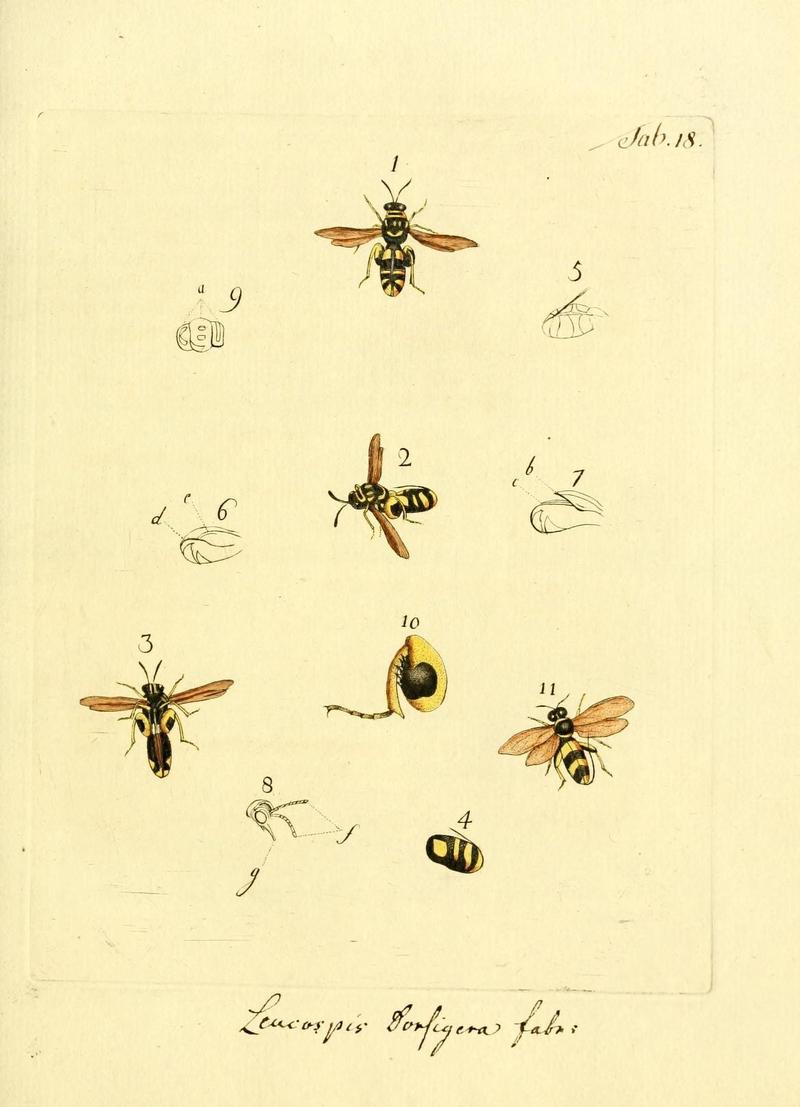 Archiv der Insectengeschichte (Tab. XVIII) (7415697730)