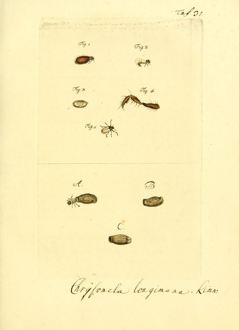 Archiv der Insectengeschichte (Taf. 31) (7415698454)