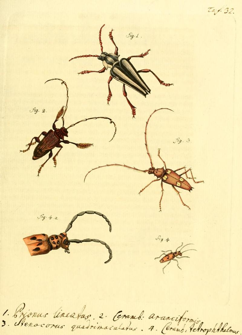 Archiv der Insectengeschichte (Taf. 32) (7415699248)