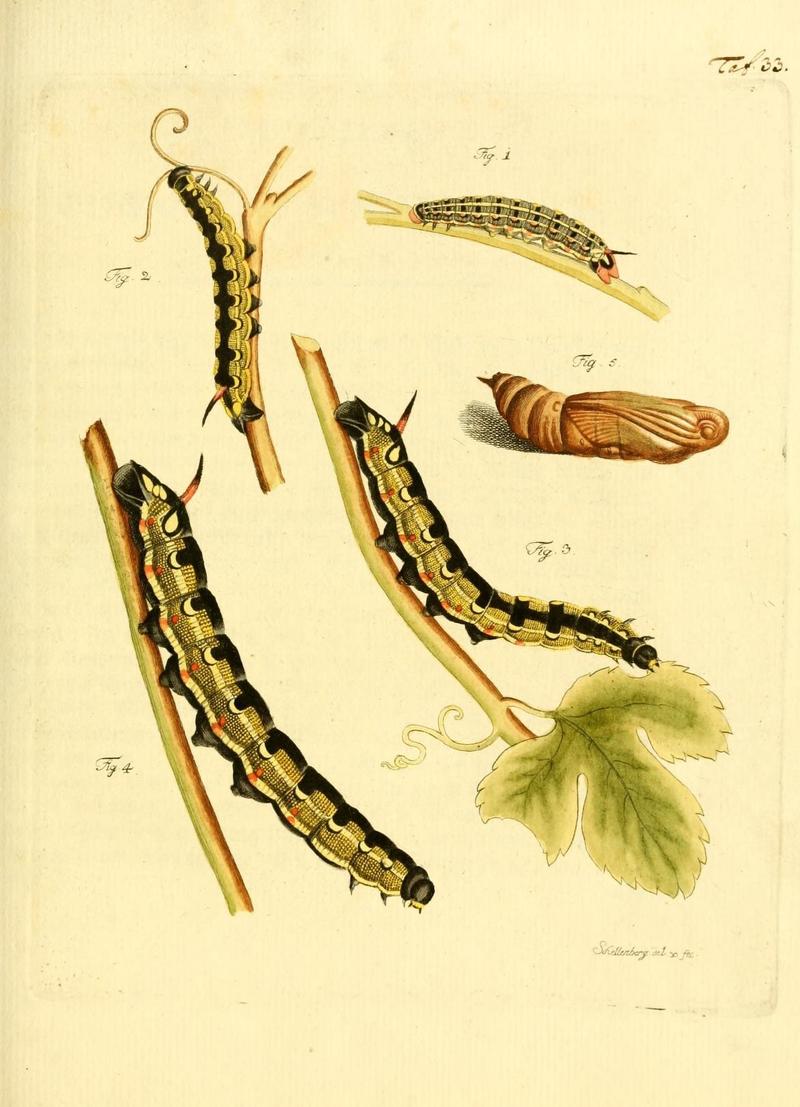 Archiv der Insectengeschichte (Taf. 33) (7415700106)