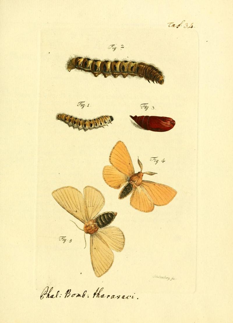 Archiv der Insectengeschichte (Taf. 34) (7415701234)