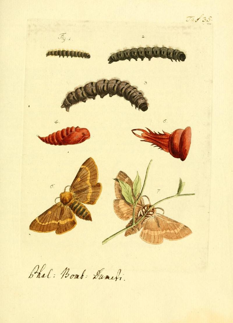 Archiv der Insectengeschichte (Taf. 35) (7415702094)