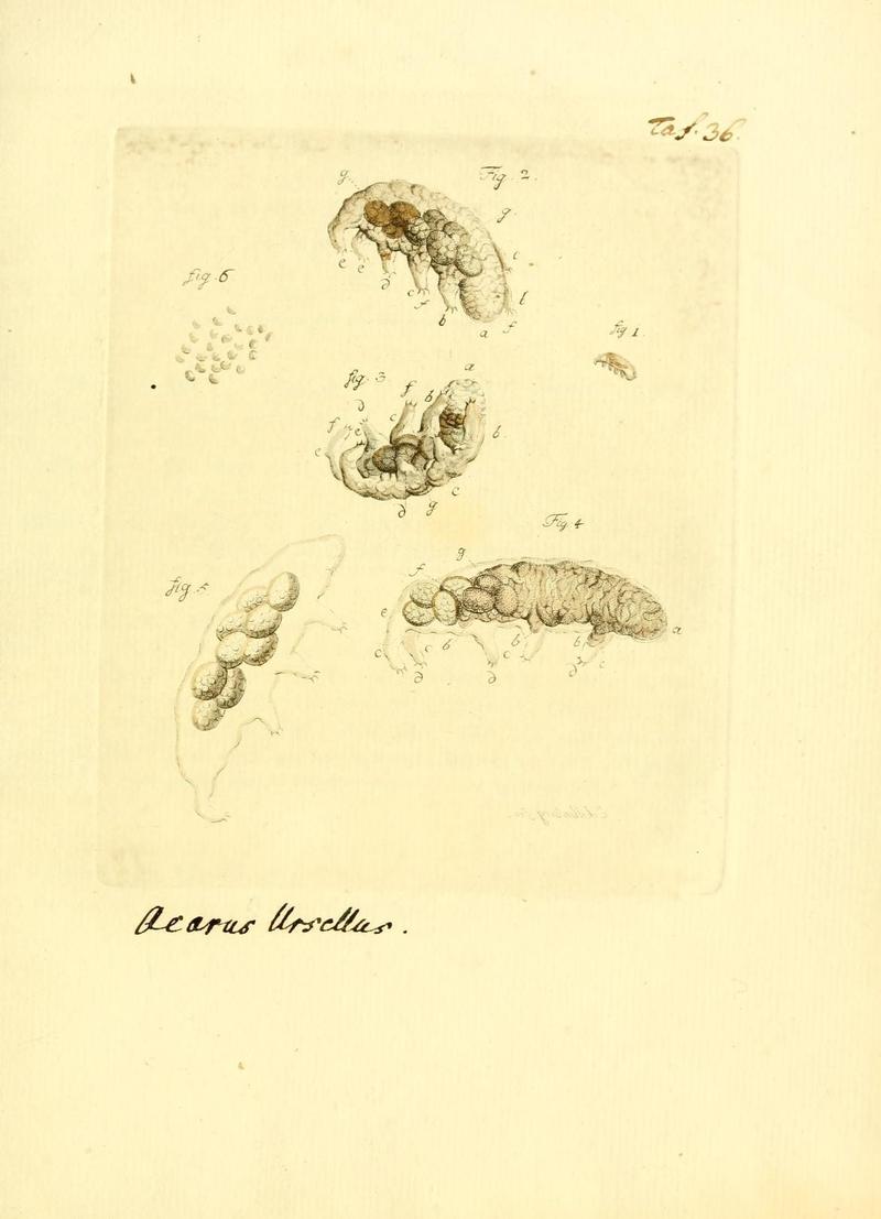 Archiv der Insectengeschichte (Taf. 36) (7415702920)