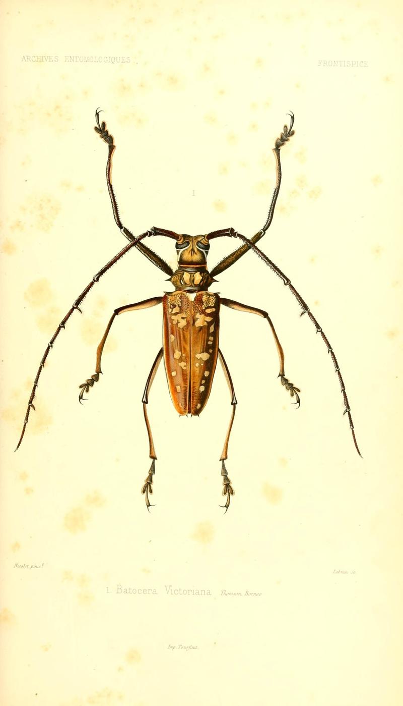 Archives entomologiques, ou, Recueil contenant des illustrations d'insectes nouveaux ou rares (Frontispiece) (7170805702)