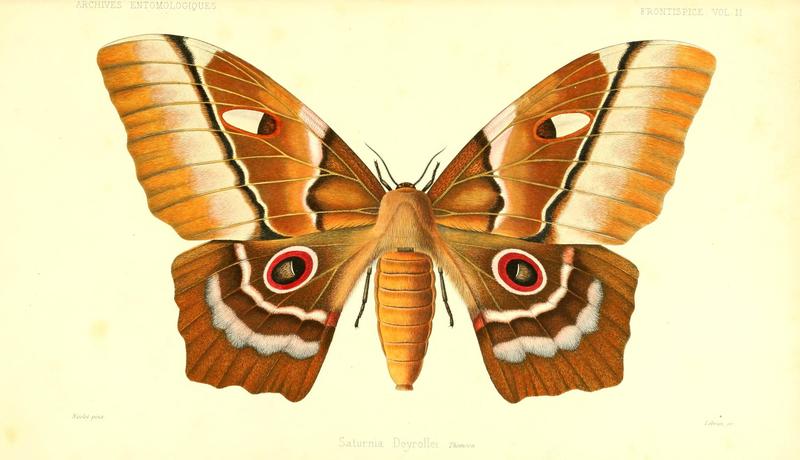 Archives entomologiques, ou, Recueil contenant des illustrations d'insectes nouveaux ou rares (Frontispiece) (8188502006)