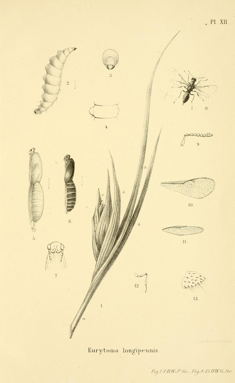 Archives néerlandaises des sciences exactes et naturelles BHL7105194