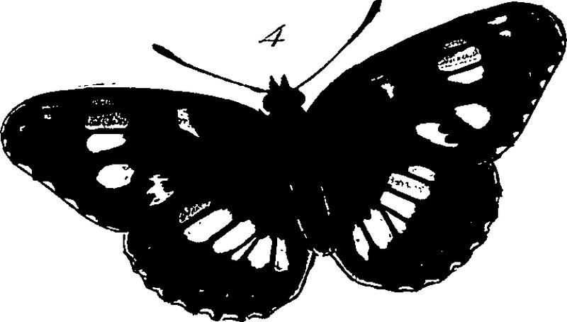 Archives of entomology Fleuron T147227-61
