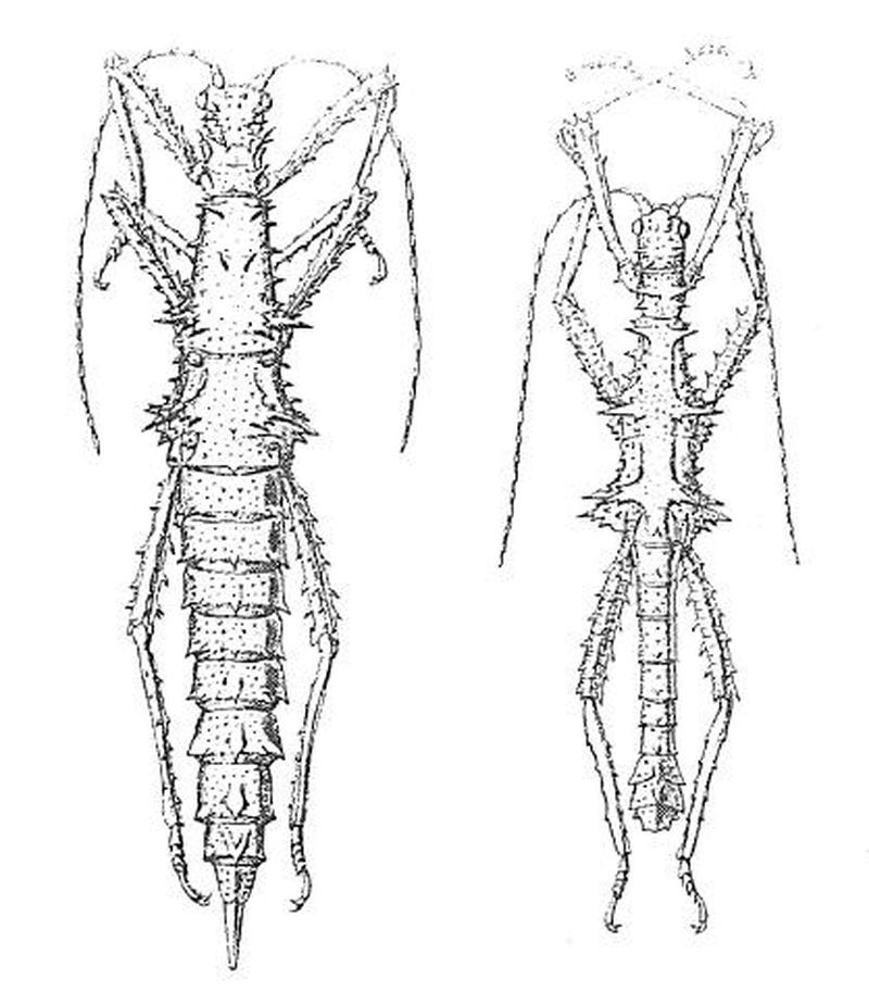 Aretaon asperrimus - Redtenbacher