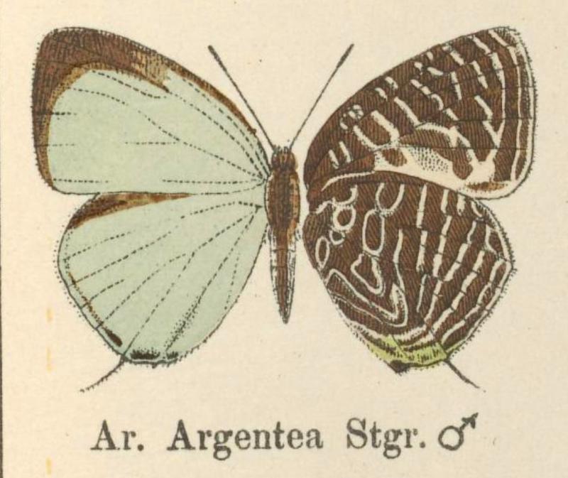 ArgenteaStaudinger1888OD