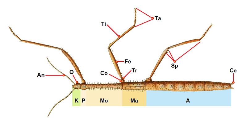 Argosarchus horridus body parts PNG