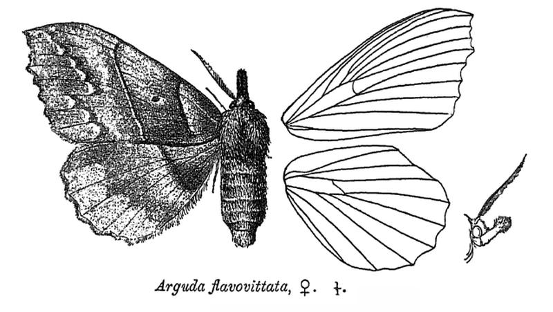 ArgudaFlavovittata