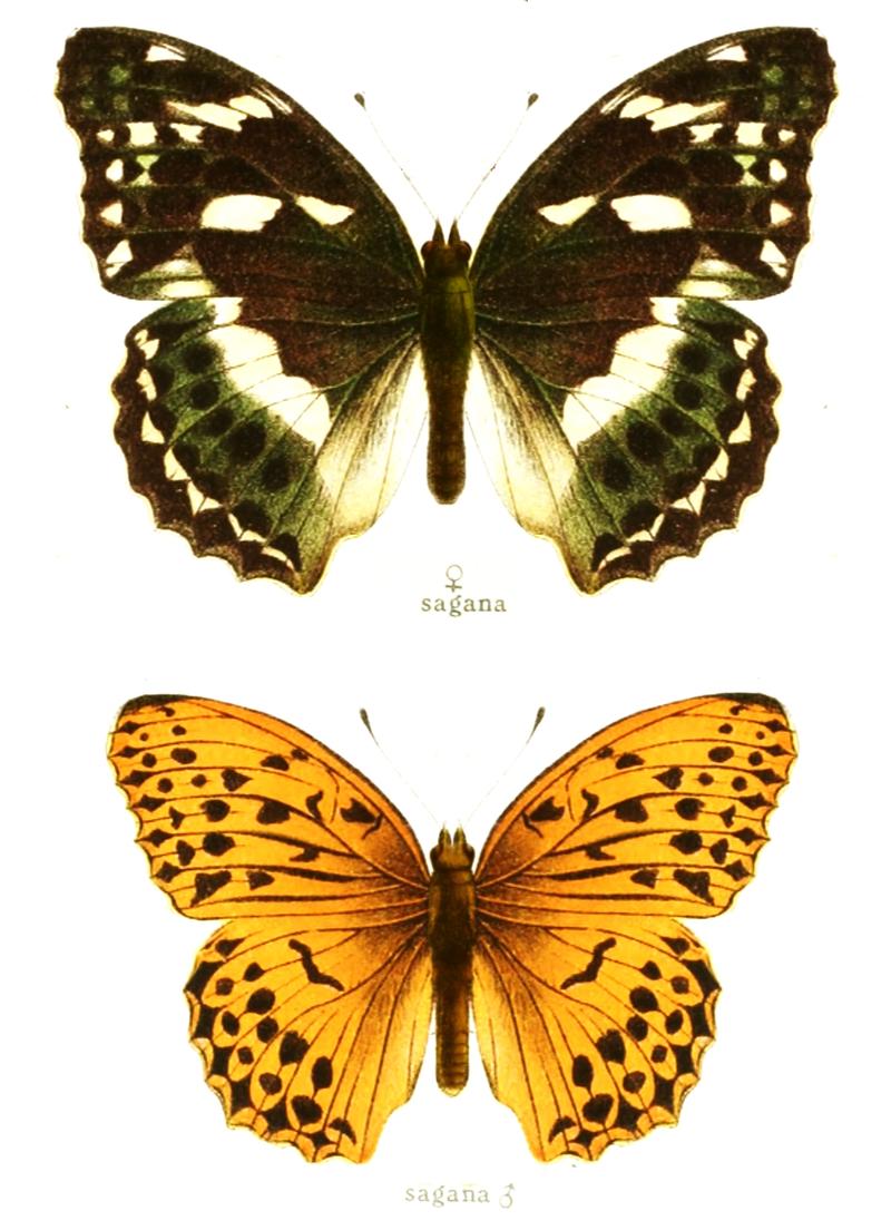 Argynnis sagana image reconstructed