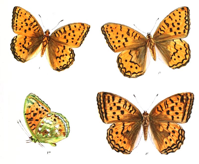 Argynnis jainadeva 374 1