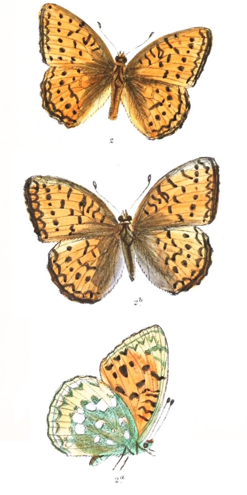 Argynnis vitatha 374 2