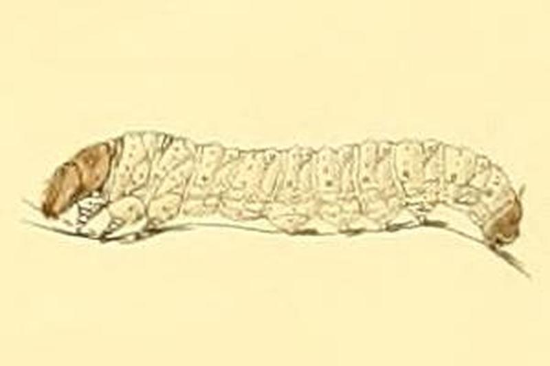 Argyresthia bergiella larva