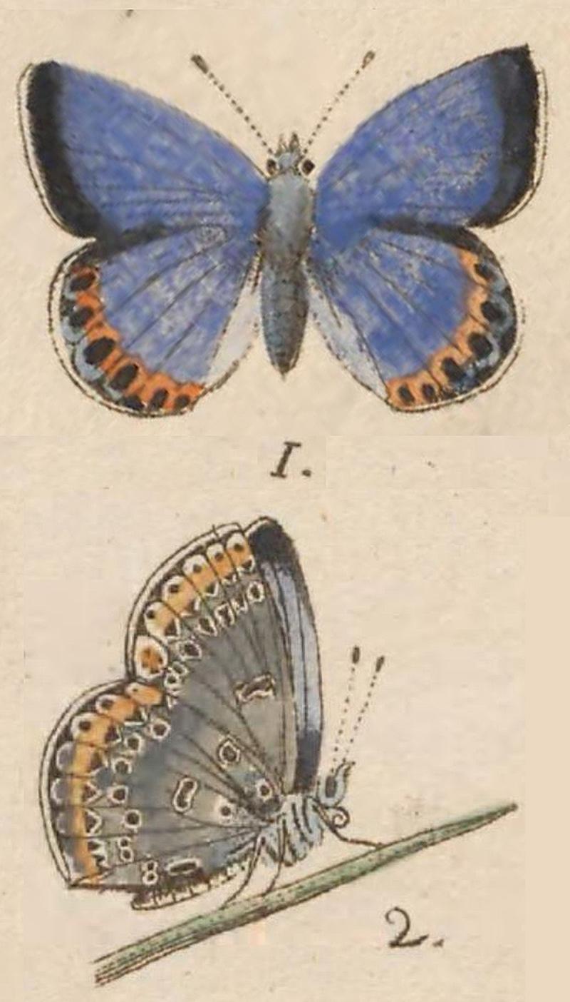 Picture of butterfly from original publication in 1779