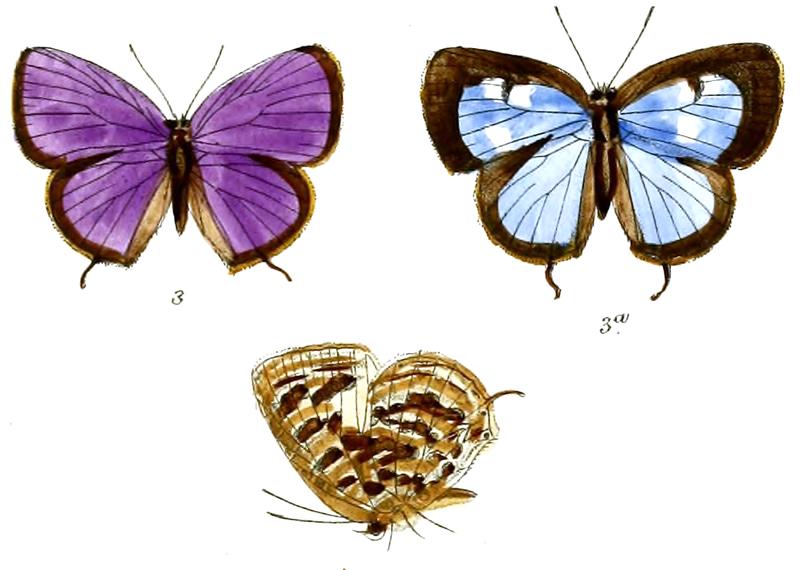 ArhopalaAberrans 696 3 Fitch