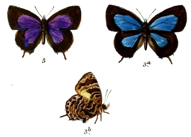 ArhopalaAbseus 685 3 Knight