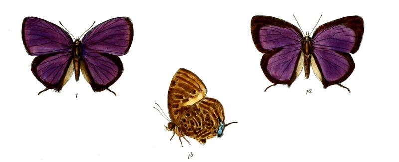 ArhopalaAdorea 684 1 Knight