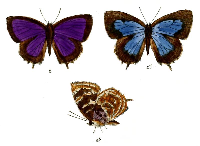 ArhopalaAdriana 688 2 Fitch