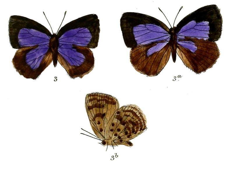 ArhopalaAeta 695 3 Fitch