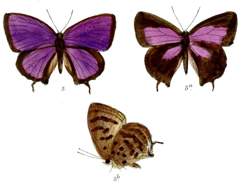 ArhopalaAgaba 677 3 Fitch