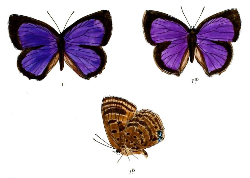 ArhopalaAgelastus 694 1 Fitch